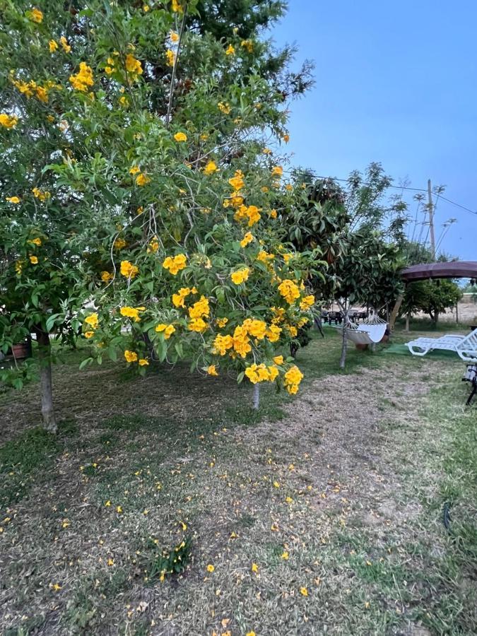 Quinta Dos Viegas Villa Faro Bagian luar foto